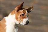 BASENJI 208